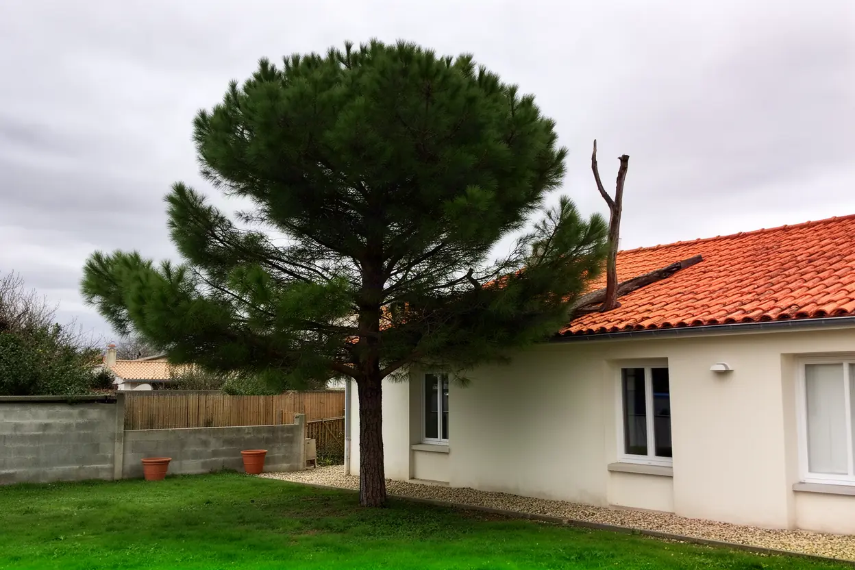Pin dense avant élagage aux Minimes La Rochelle