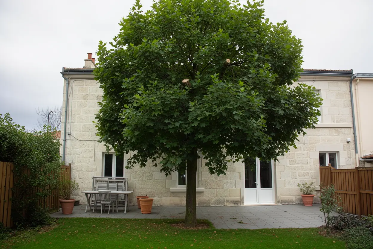 Couronne éclaircie après taille douce à La Rochelle