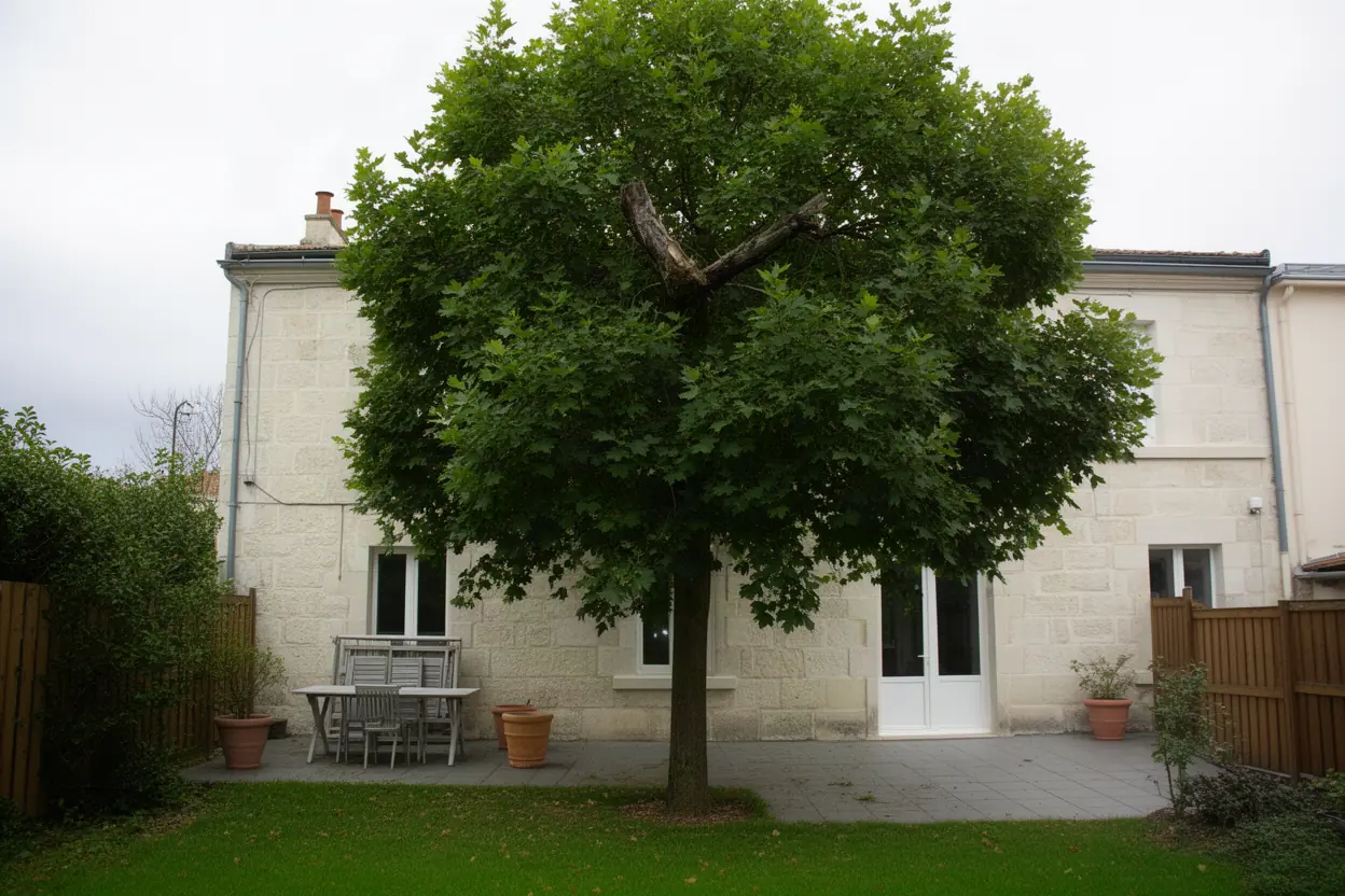 Arbre dense avant élagage à La Rochelle