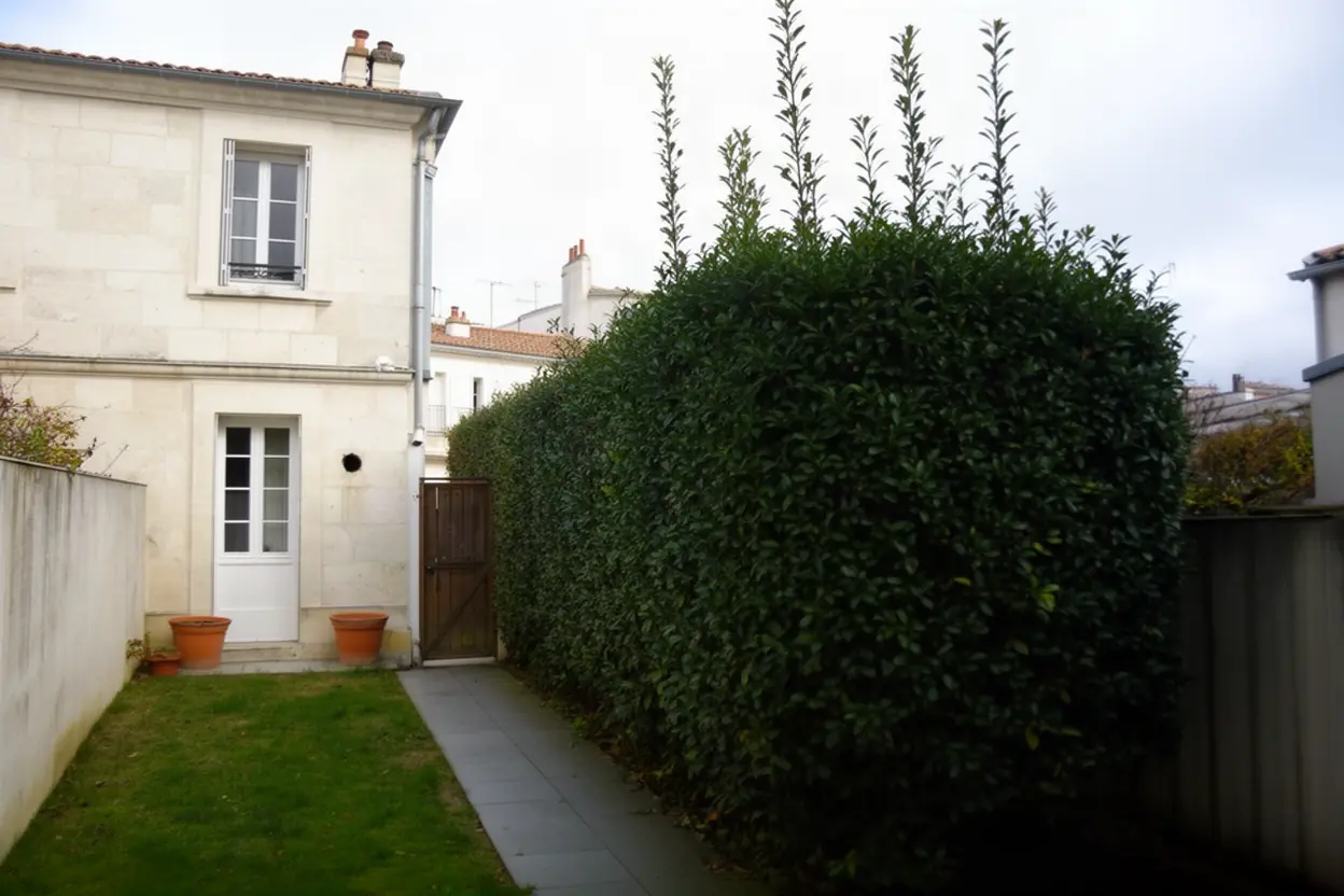 Charmille dense avant taille à La Rochelle