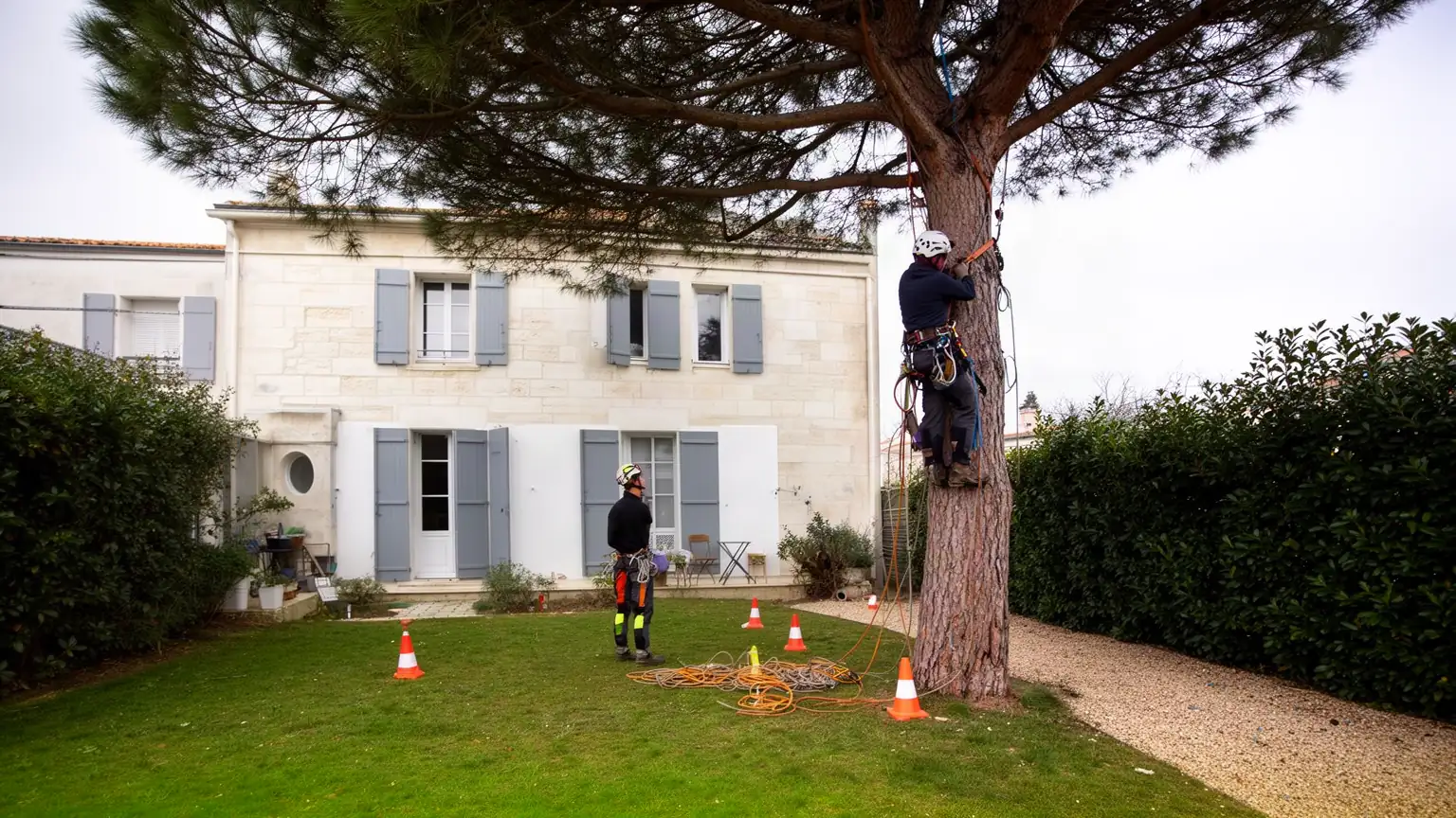 Élagage et abattage d'arbres à La Rochelle